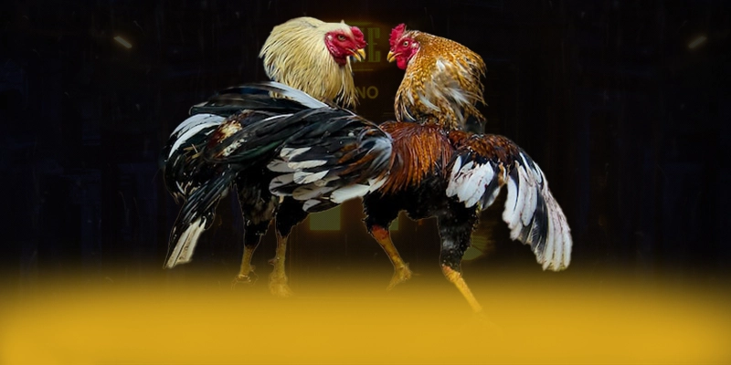 KUWIN - Thương hiệu game trực tuyến hào phóng được yêu thích hàng đầu – Săn ngay KUWIN KUWIN - Thương hiệu game trực tuyến hào phóng được yêu thích hàng đầu – Săn ngay KUWIN