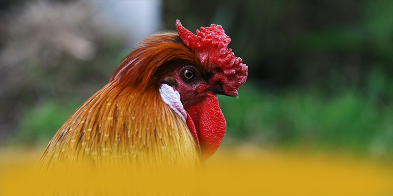 Điểm nổi bật tại ĐÁ GÀ TRỰC TIẾP - Sân chơi đẳng cấp trên thị trường
Điểm nổi bật tại ĐÁ GÀ TRỰC TIẾP - Sân chơi đẳng cấp trên thị trường