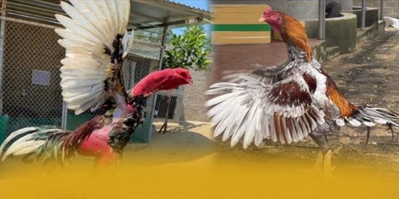 VWIN - Hệ thống trò chơi trực tuyến sở hữu kho game phong phú hiện nay – Khám phá thế giới giải trí tại VWIN