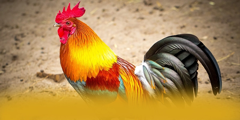 
Cập nhật thông tin về UU88 - Cổng giải trí được nhiều người chơi lựa chọn được cộng đồng đánh giá cao
