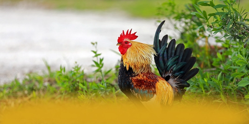 UU88 - Trang game được đánh giá cao về chất lượng tại Việt Nam – Khám phá kho trò chơi của UU88