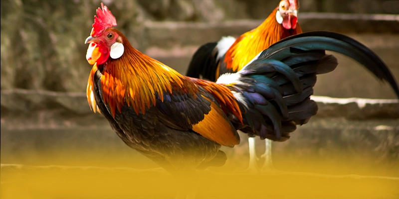 BL555 - Cổng giải trí được cộng đồng yêu thích nhất đang làm mưa làm gió trên thị trường – Khám phá BL555 BL555 - Cổng giải trí được cộng đồng yêu thích nhất đang làm mưa làm gió trên thị trường – Khám phá BL555