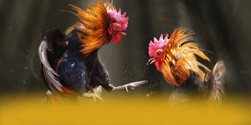 RR99 - Cổng game bài tối ưu tại Việt Nam RR99 - Cổng game bài tối ưu tại Việt Nam