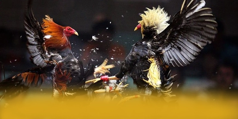 FC88 - Trang game với chương trình tri ân lớn tại Việt Nam – Khám phá chính sách thưởng tại FC88 FC88 - Trang game với chương trình tri ân lớn tại Việt Nam – Khám phá chính sách thưởng tại FC88