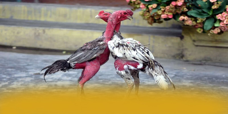 BL555 - Cổng game bài với hệ thống bảo mật hiện đại trên thị trường – Khám phá độ uy tín của BL555 BL555 - Cổng game bài với hệ thống bảo mật hiện đại trên thị trường – Khám phá độ uy tín của BL555